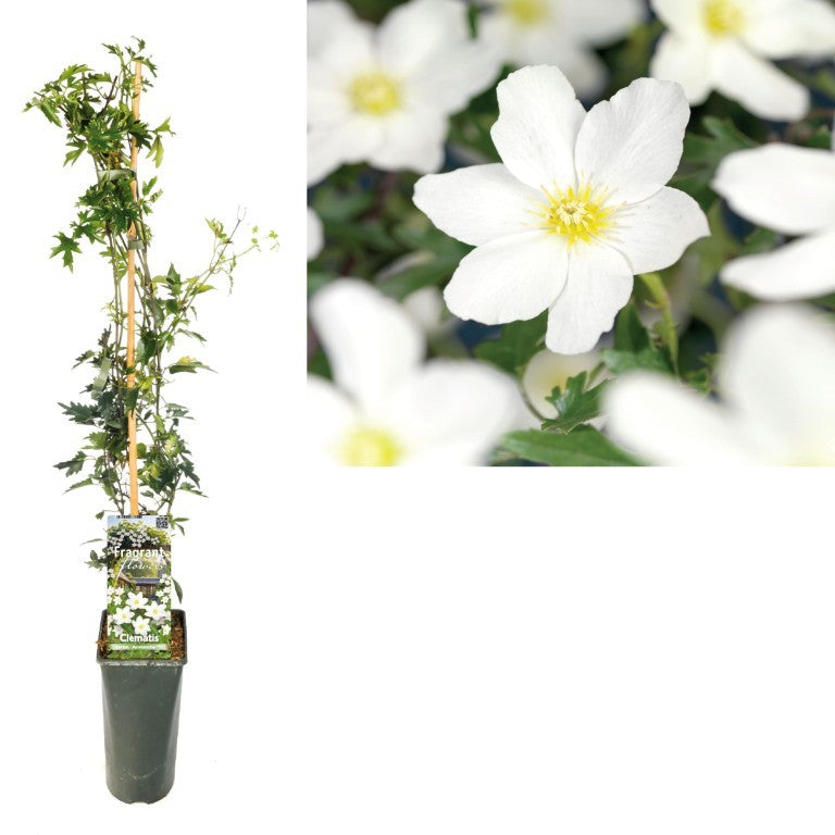 Clematis &