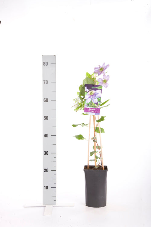 Clematis &