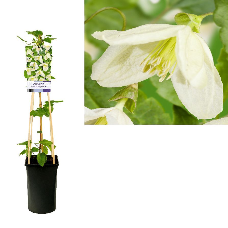 Clematis cirrh. &
