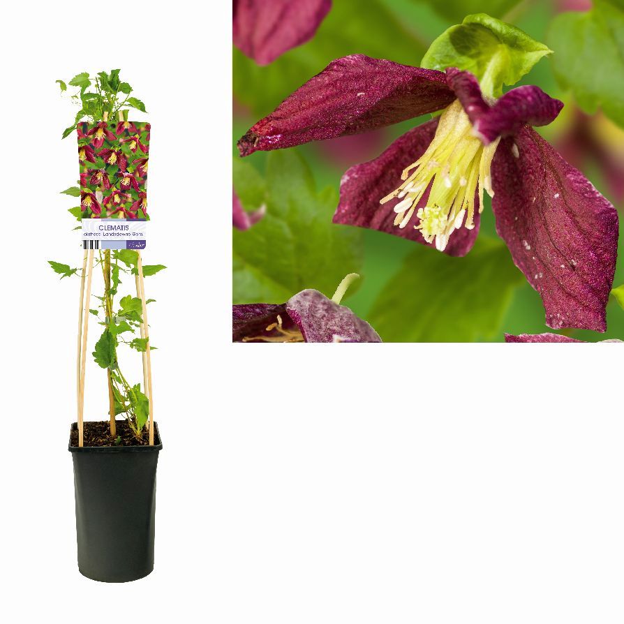 Clematis cirrh. &