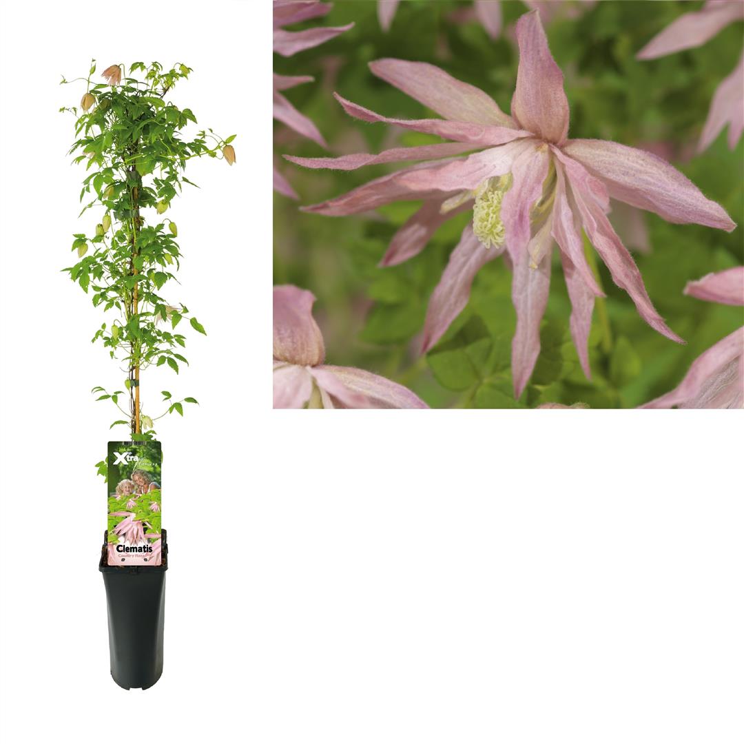 Clematis &