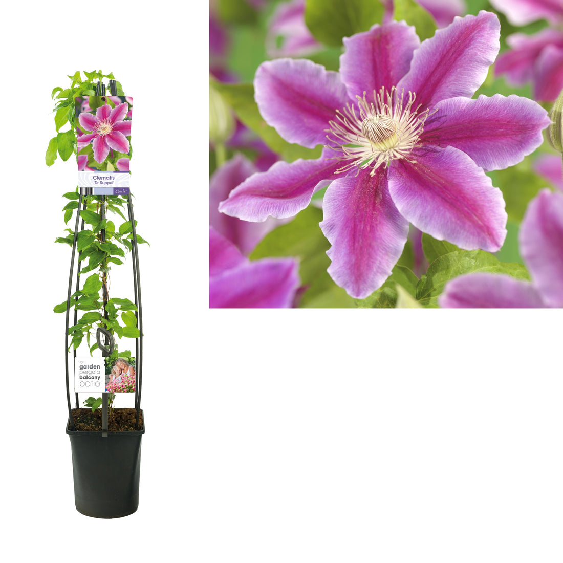 Clematis &