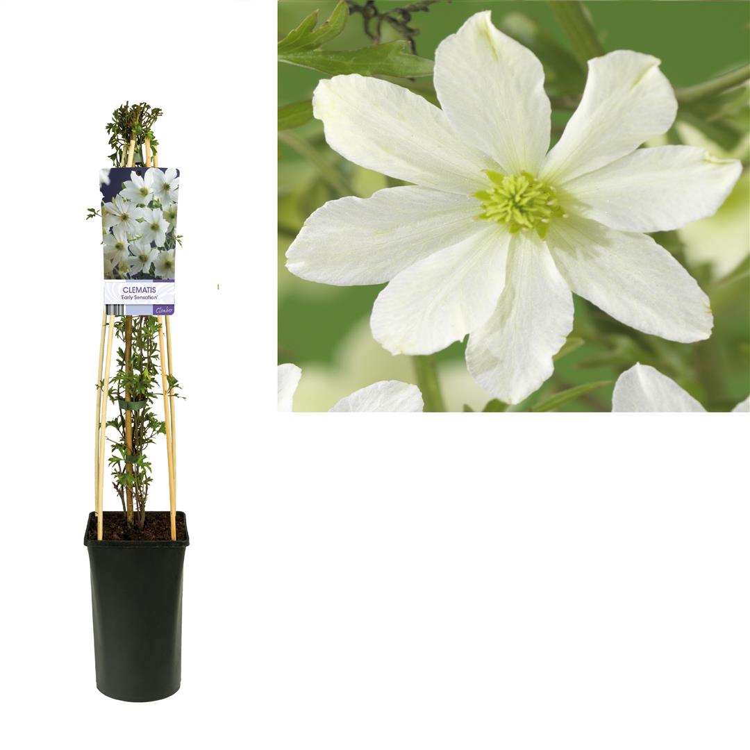 Clematis &