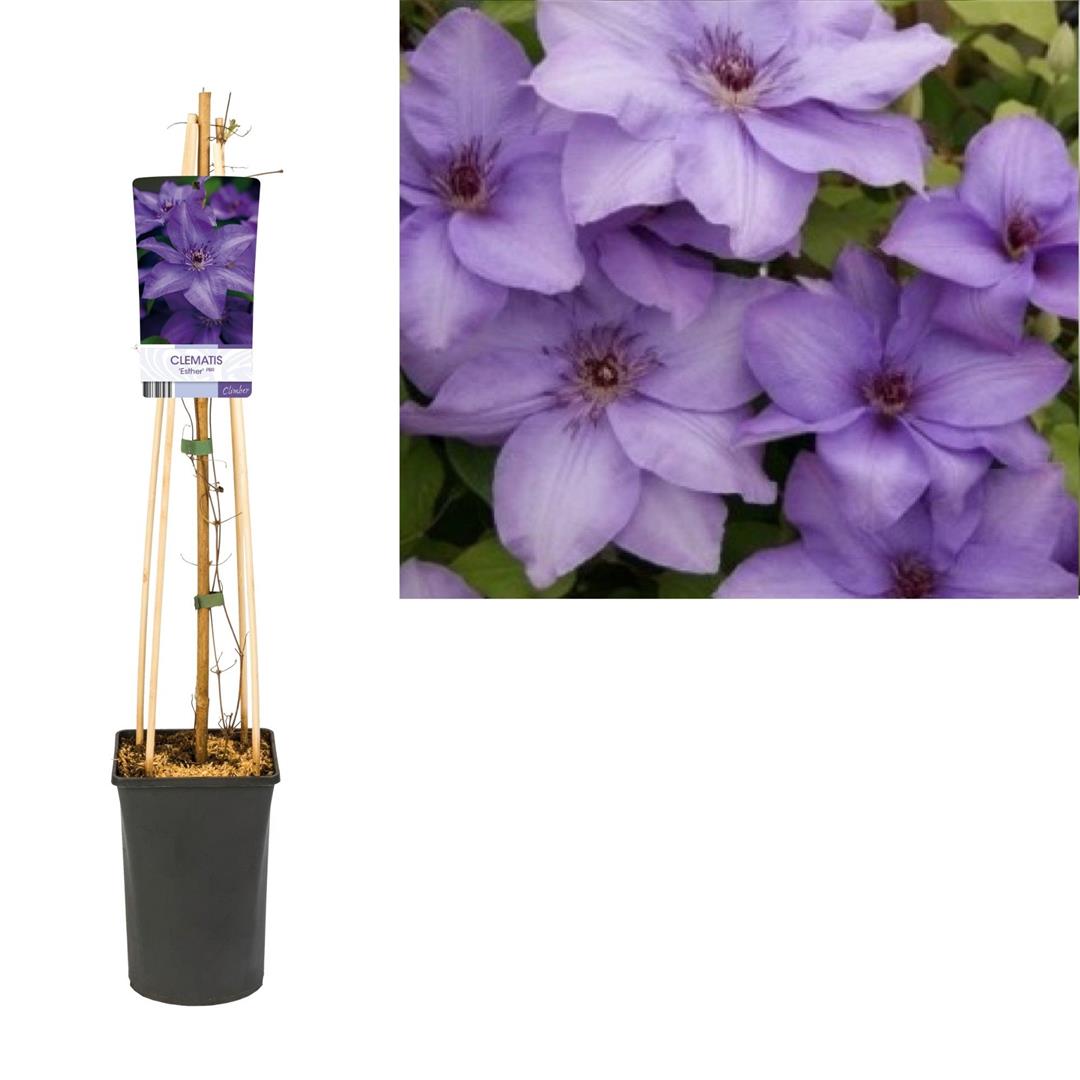 Clematis &