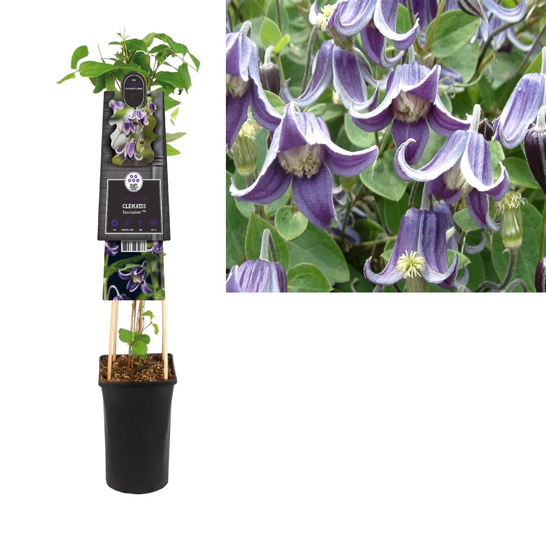 Clematis &