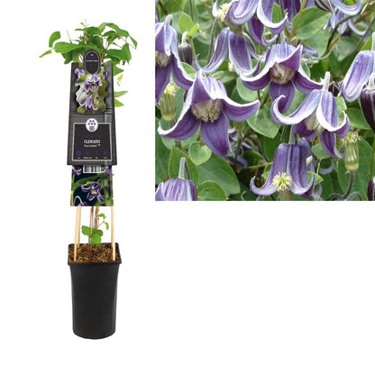 Clematis &