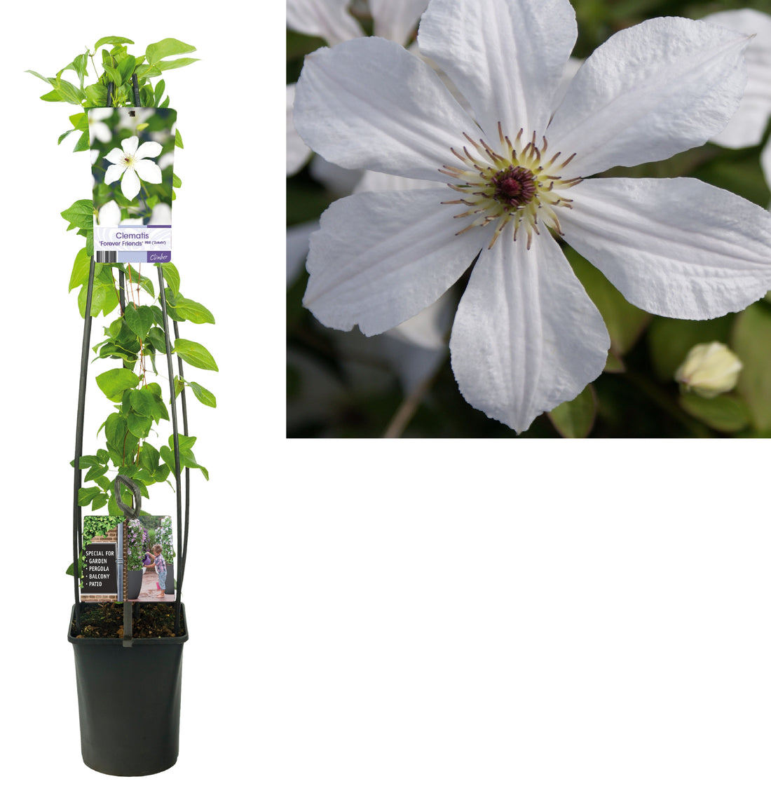 Clematis &