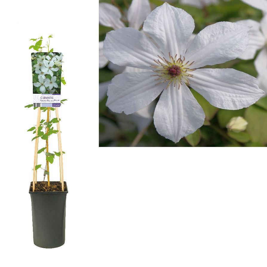 Clematis &