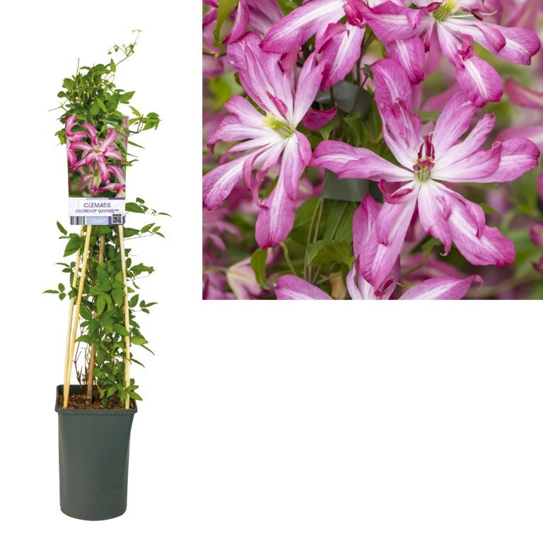 Clematis &