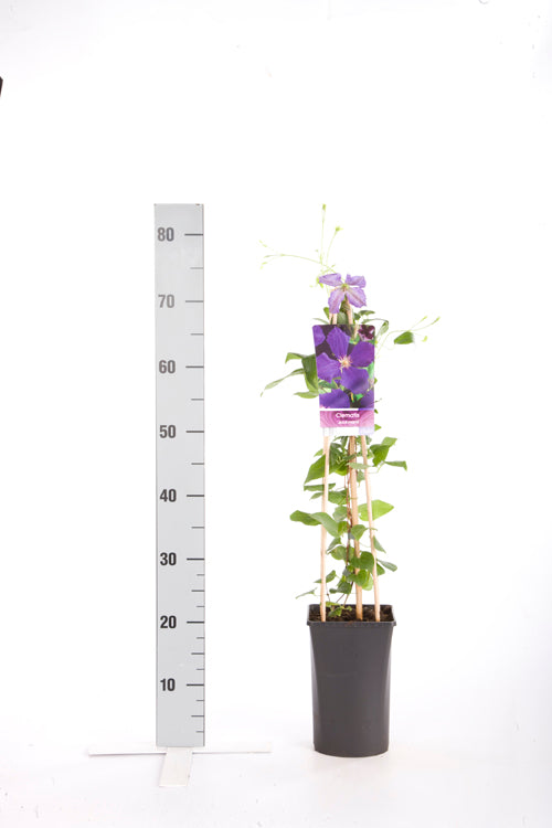 Clematis &
