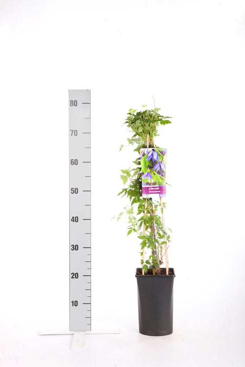 Clematis macropetala C2,5 (2,5 liters kruka) 70 cm