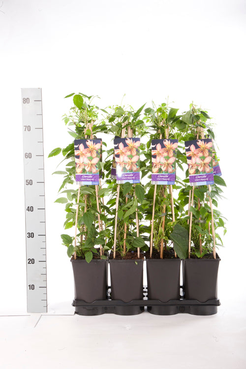 Clematis &