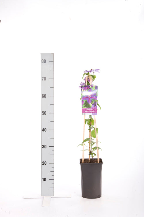 Clematis &