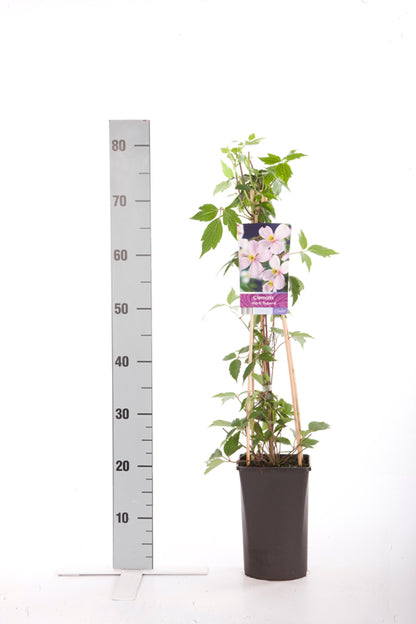Clematis mont. &