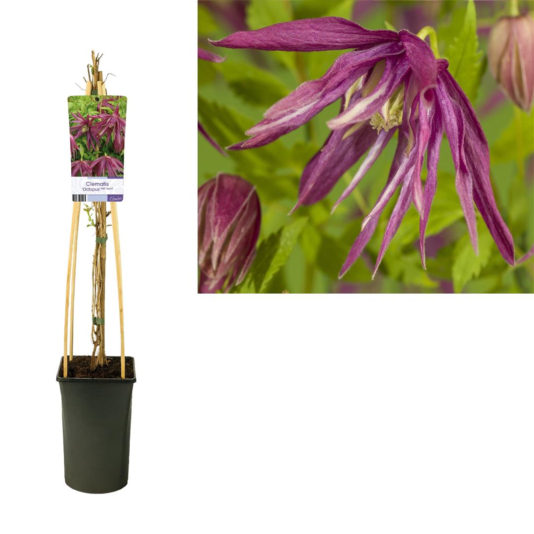 Clematis &