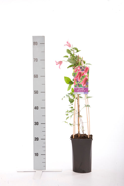 Clematis &