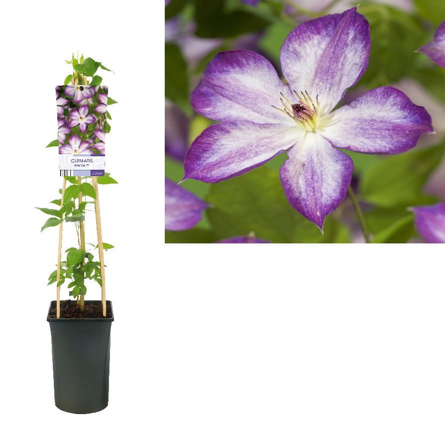 Clematis &