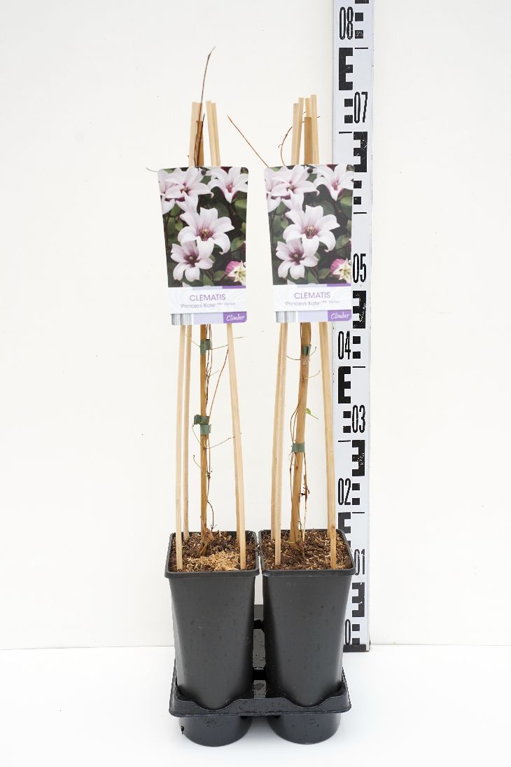 Clematis &