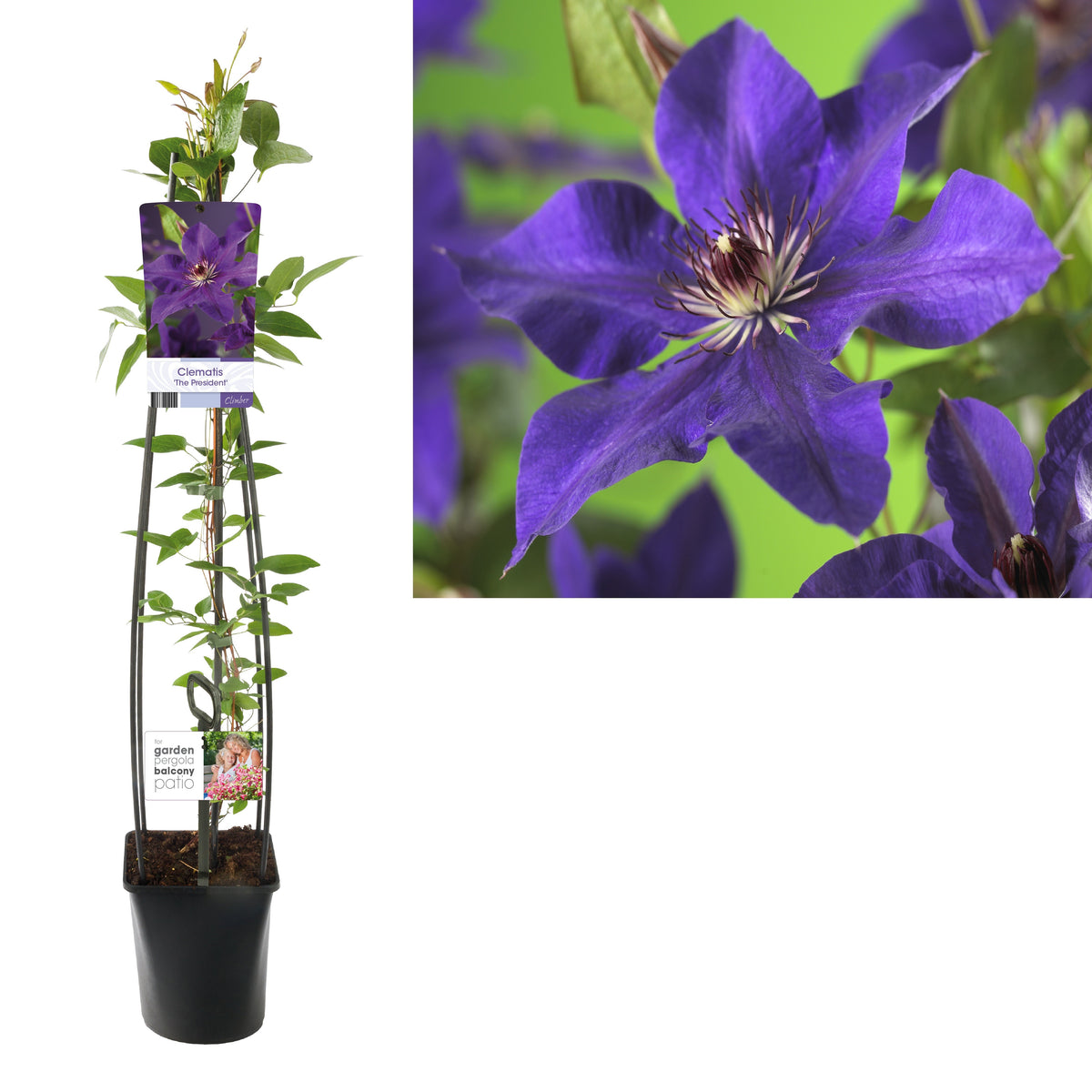 Clematis &