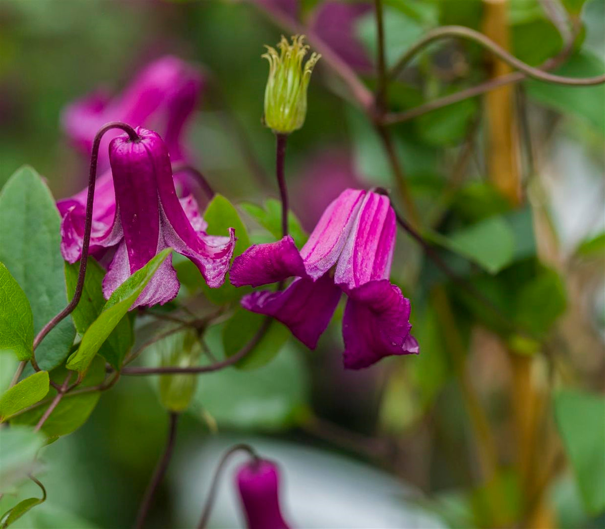 Clematis &