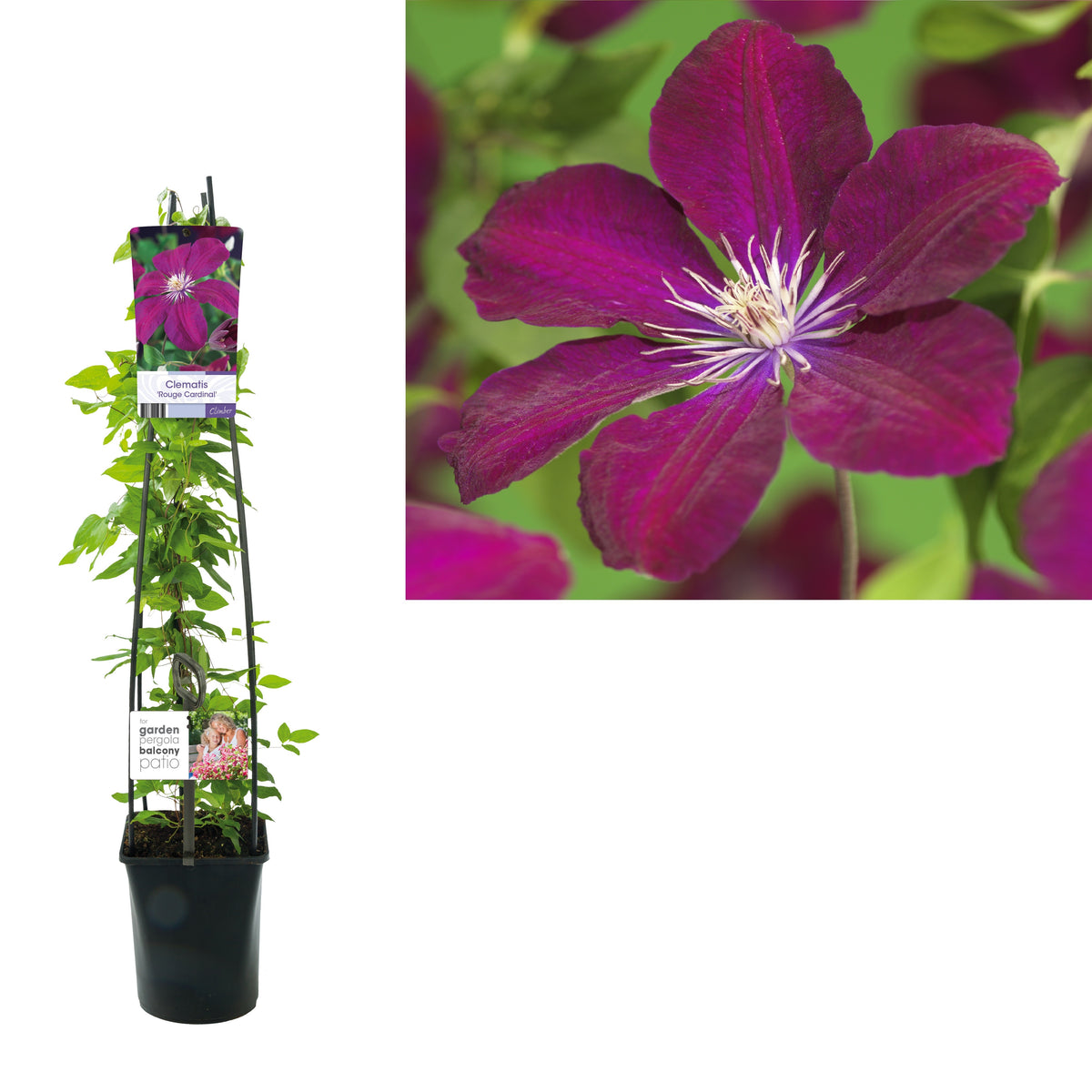 Clematis &