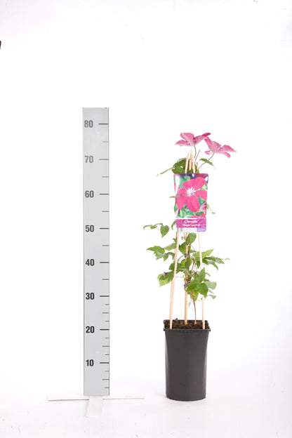 Clematis &