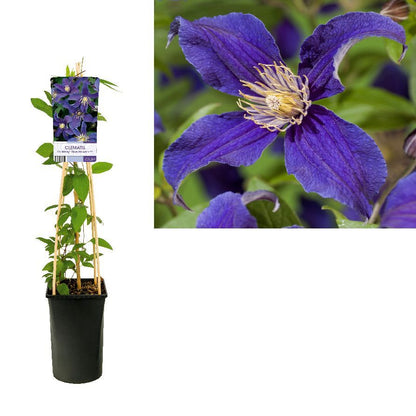 Clematis &