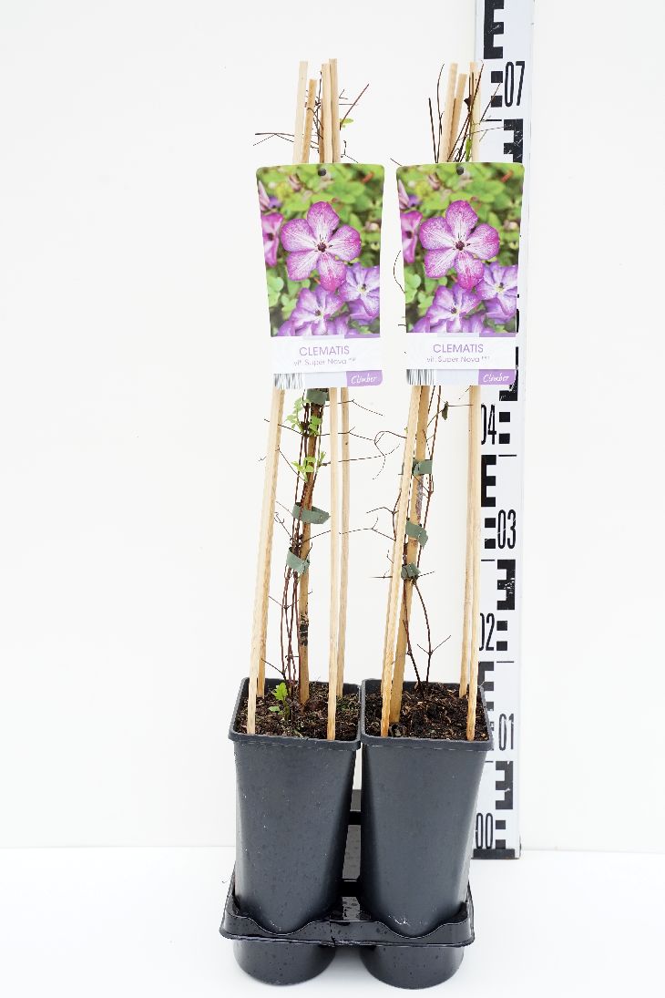 Clematis &