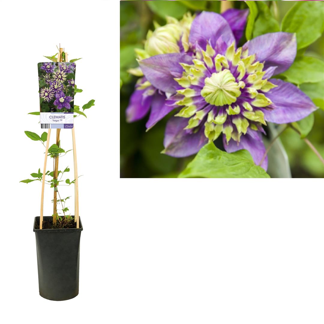 Clematis &