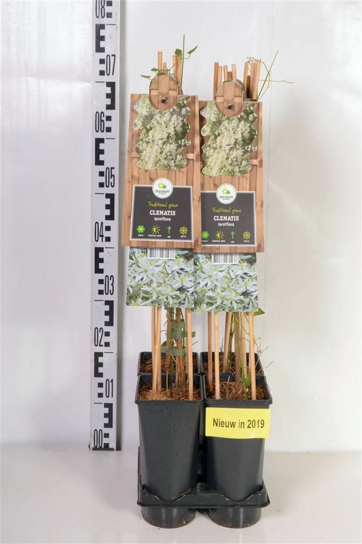 Clematis terniflora C2,5 (2,5 liters kruka) 70 cm