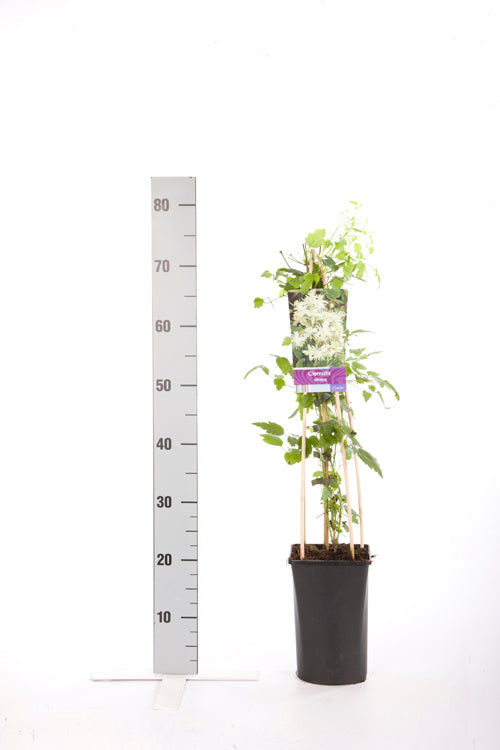 Clematis vitalba C2,5 (2,5 liters kruka) 70 cm