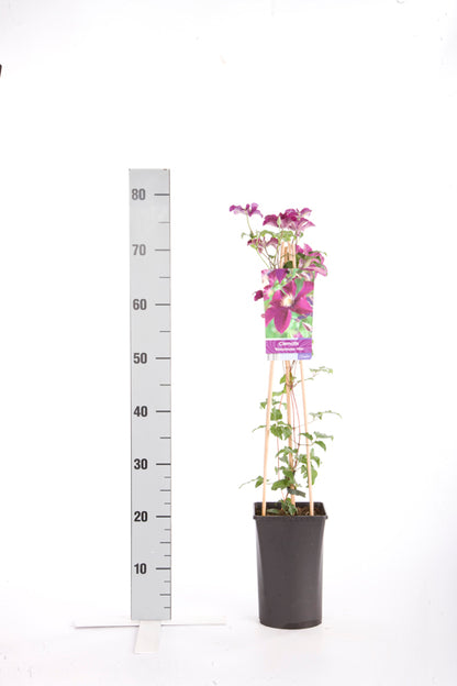 Clematis &