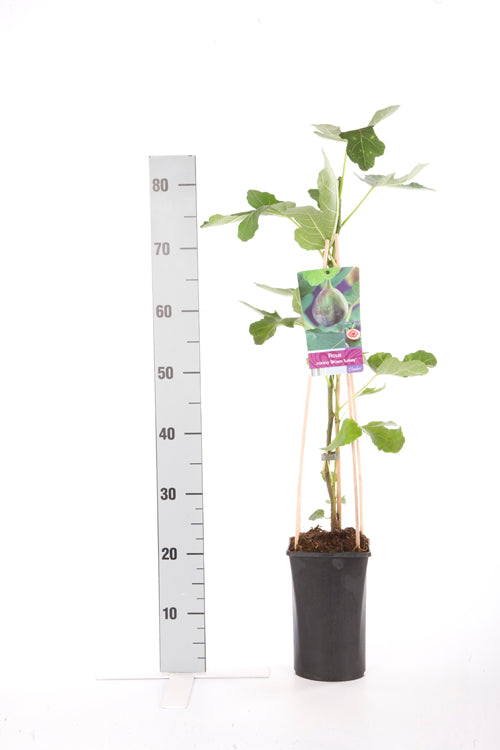 Ficus carica &