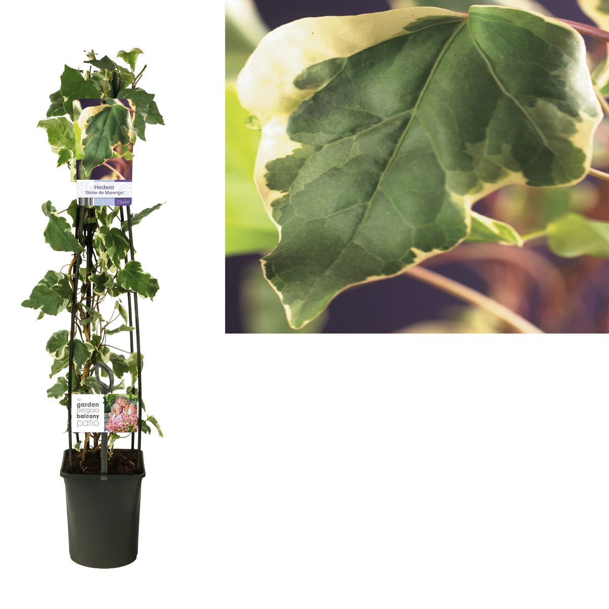 Hedera algeriensis &