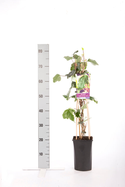 Hedera algeriensis &