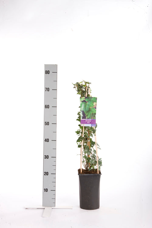 Hedera helix 70 cm C2,5 (2,5 liters kruka)