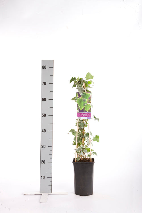 Hedera helix &