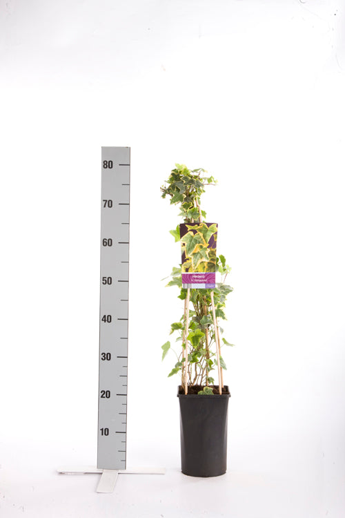 Hedera helix &