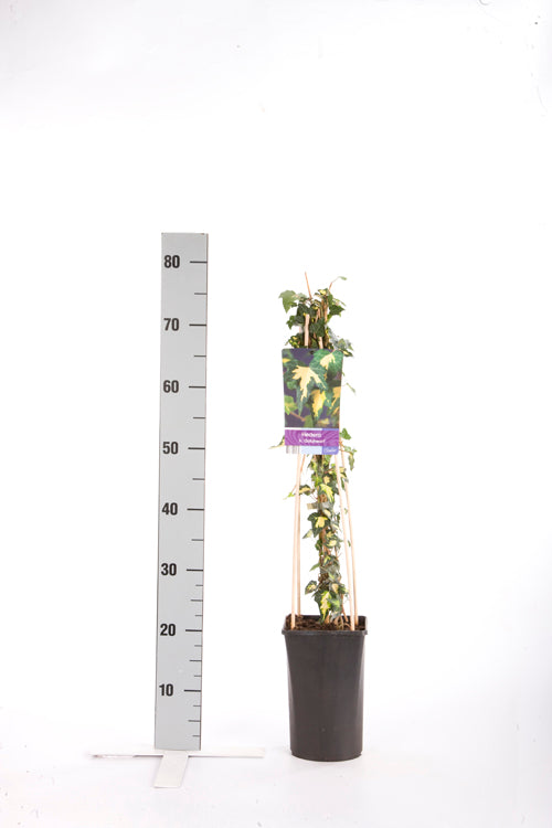 Hedera helix &