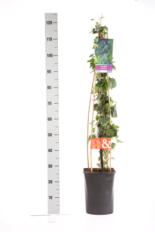Hedera hibernica C5 (5 liters kruka) 215 cm (4-pack)