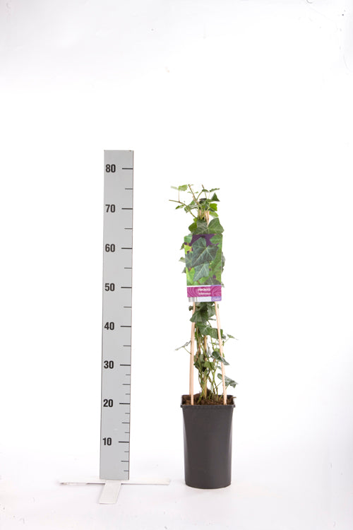 Hedera hibernica C2,5 (2,5 liters kruka) 70 cm