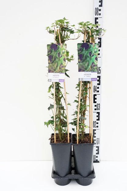Hedera helix &