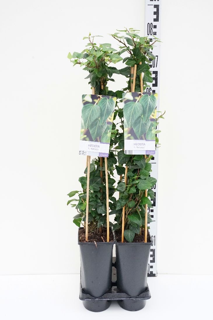 Hedera helix &