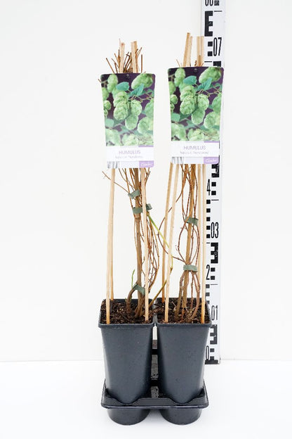 Humulus lupulus &