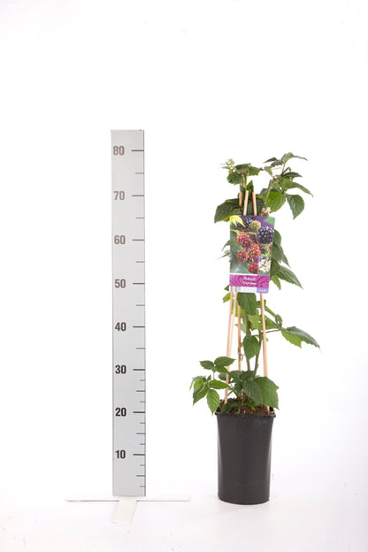 Jasminum nudiflorum (Vinterjasmin) C2,5 (2,5 liters kruka) 70 cm