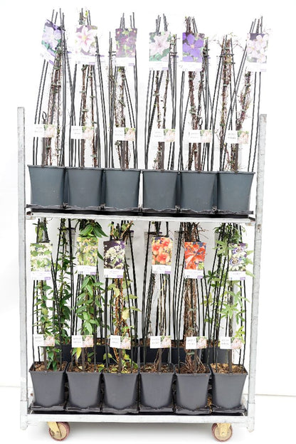 Mix av klätterväxter (Hydrangea, Lonicera, Parthenocissus) C5 (5 liters kruka) 120 cm