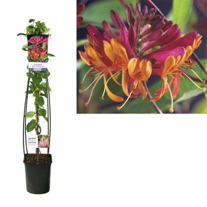 Lonicera heckrottiana &