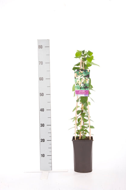 Lonicera jap. &