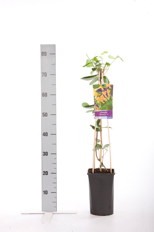 Lonicera &