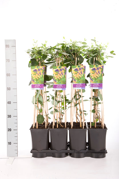 Lonicera &